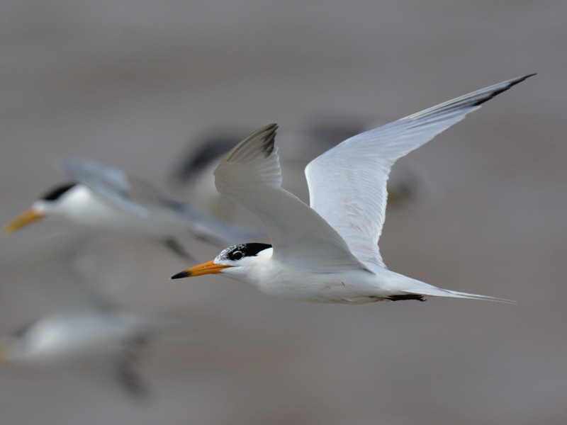 美麗的海鳥(niǎo)