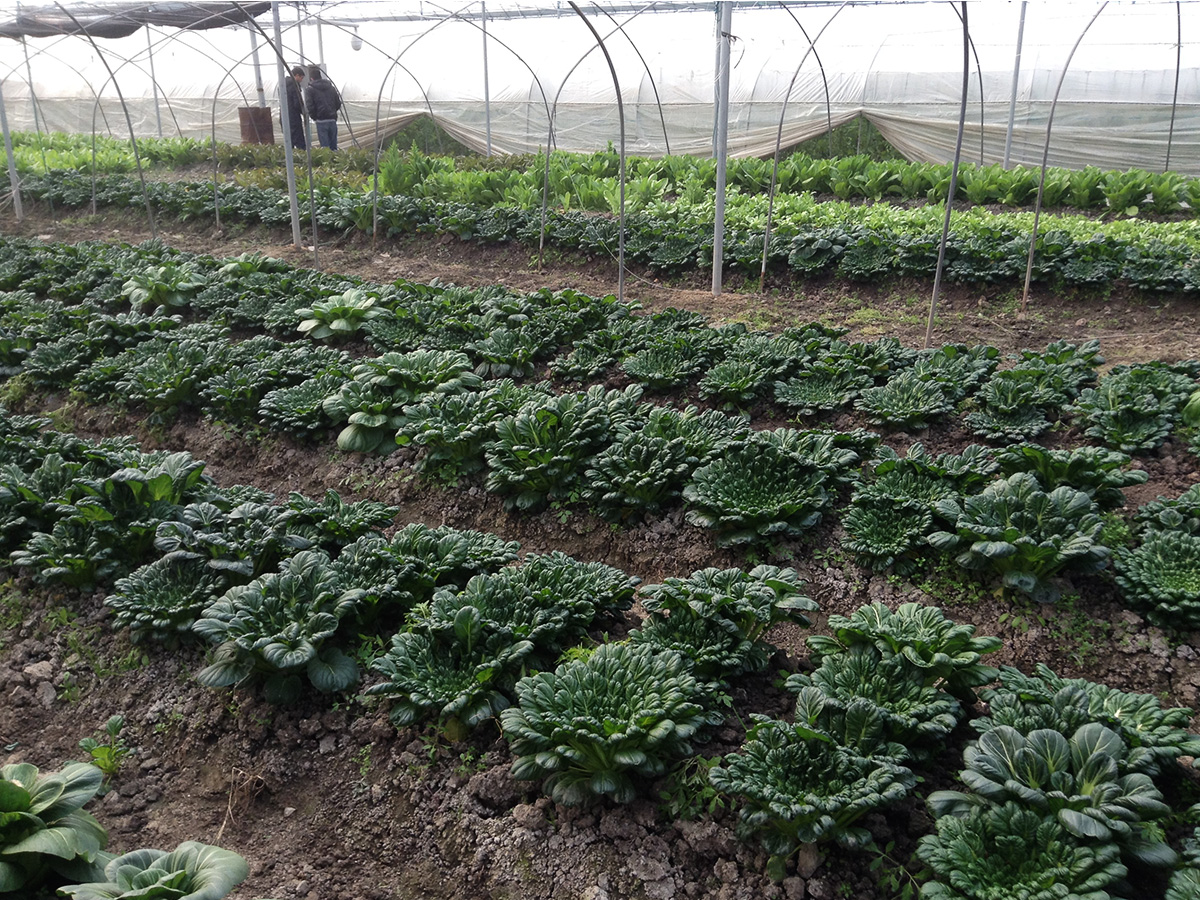 農(nóng)業(yè)現(xiàn)代化基礎(chǔ)設(shè)施建設(shè)項(xiàng)目