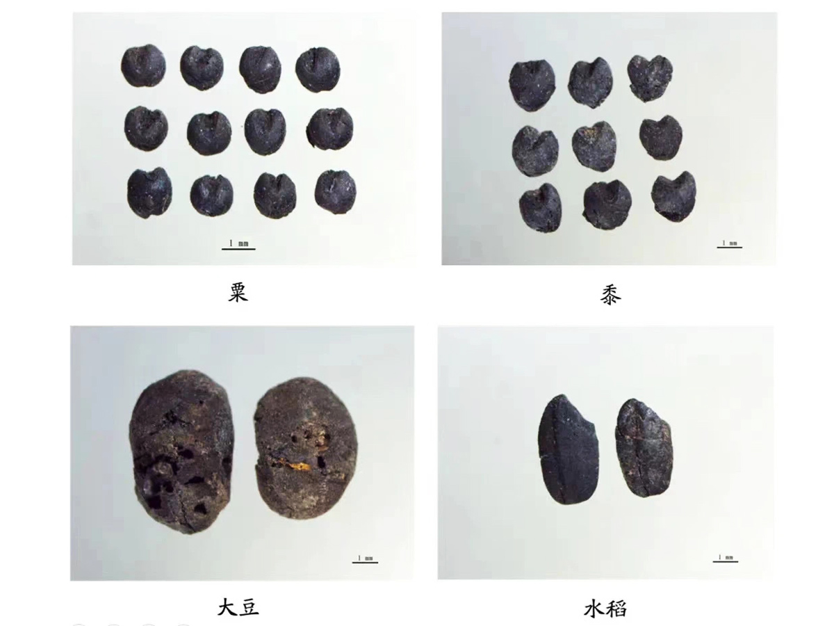 農(nóng)業(yè)始祖后稷的故事 后稷教民稼穡-2