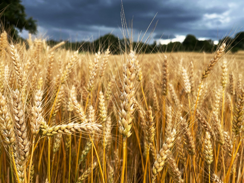 小麥?zhǔn)炝? /><br />
▲小麥?zhǔn)炝?</p>
<p>
	第二年，農(nóng)夫種上了小麥。收獲的季節(jié)到了，農(nóng)夫把小麥都拉回了家，留給魔鬼的是地下的殘茬。魔鬼又一無所獲，還賠了財(cái)寶，氣得轉(zhuǎn)身就走了。
</p>

<h3>
	農(nóng)夫和魔鬼告訴我們什么道理
</h3>
<p>
	要善于用自己的智慧得到自己想要的東西。
</p>

<p align=