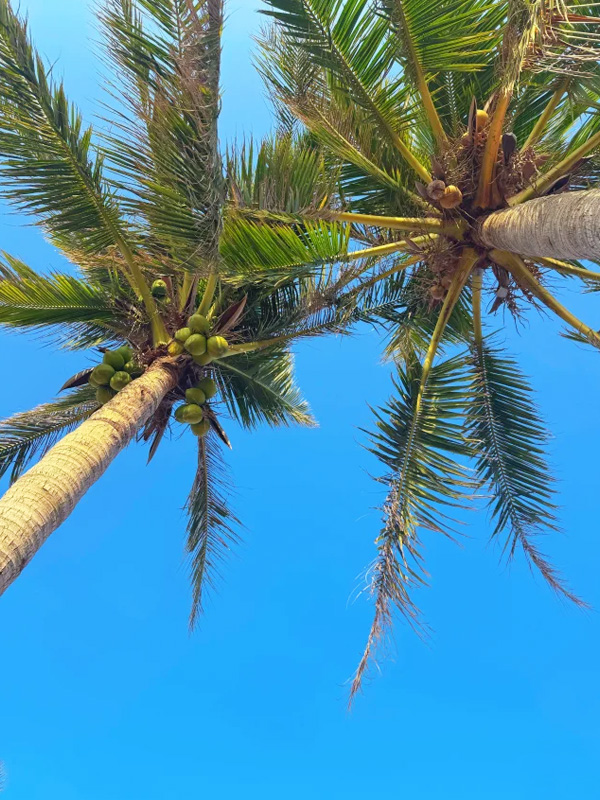 寶島臺(tái)灣椰子樹(shù)